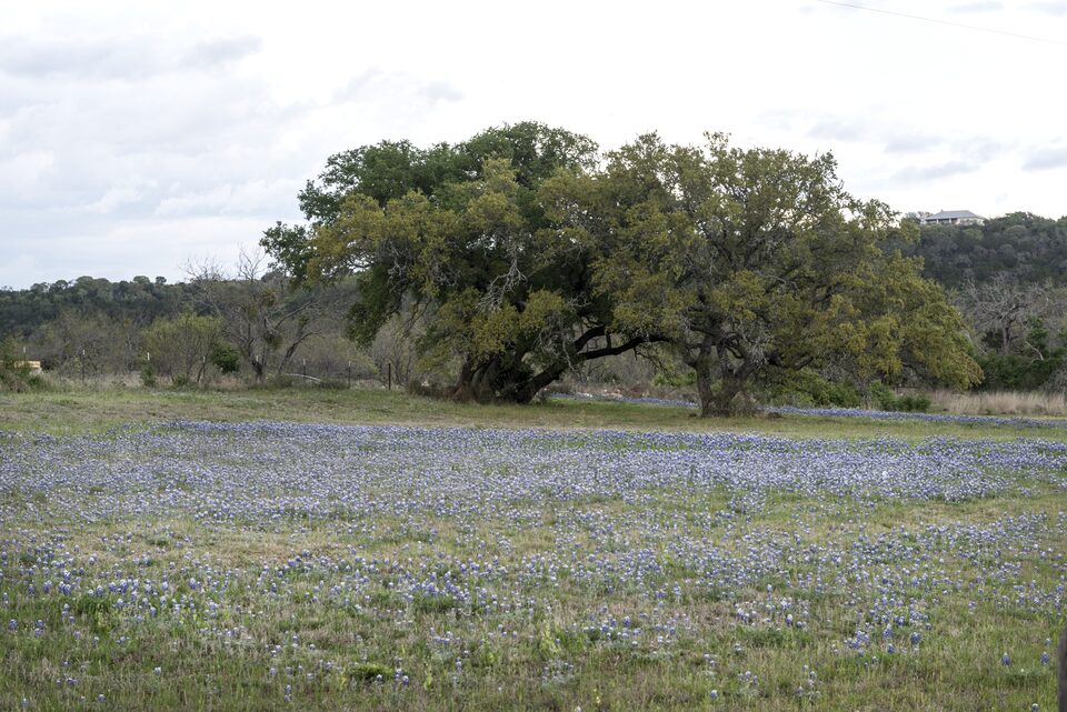A field of bluebonnets in the Texas Hill Country near Burnet
